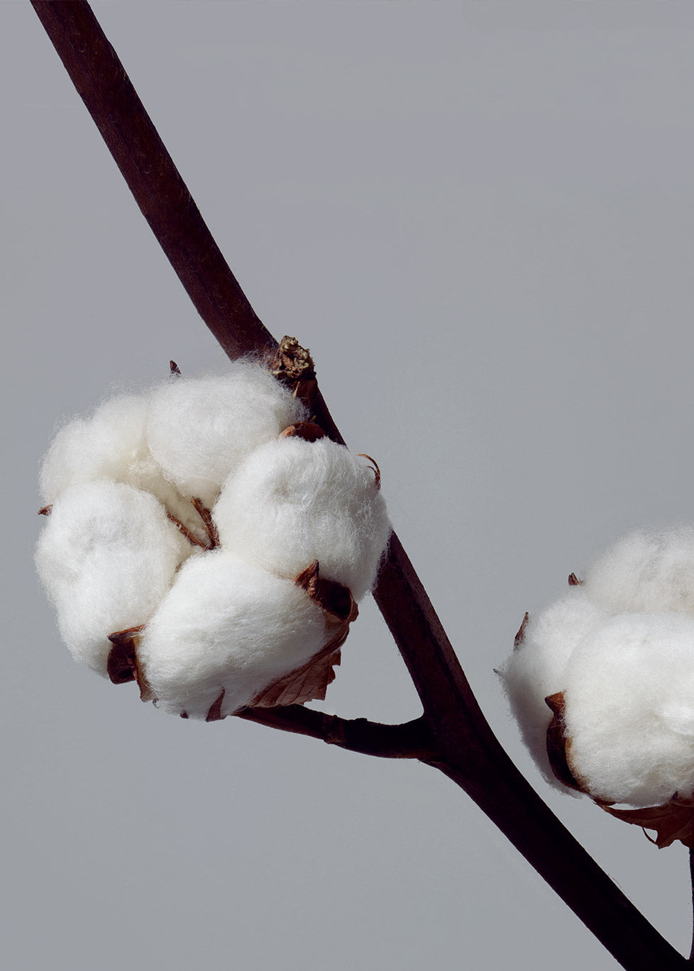 Supima Cotton: Quality and Responsibility